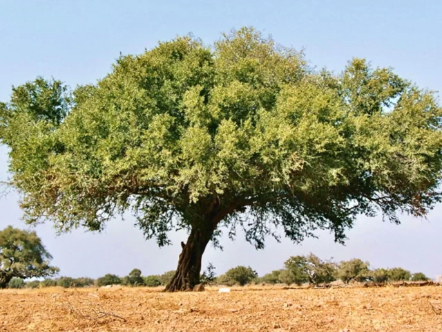 argan-tree