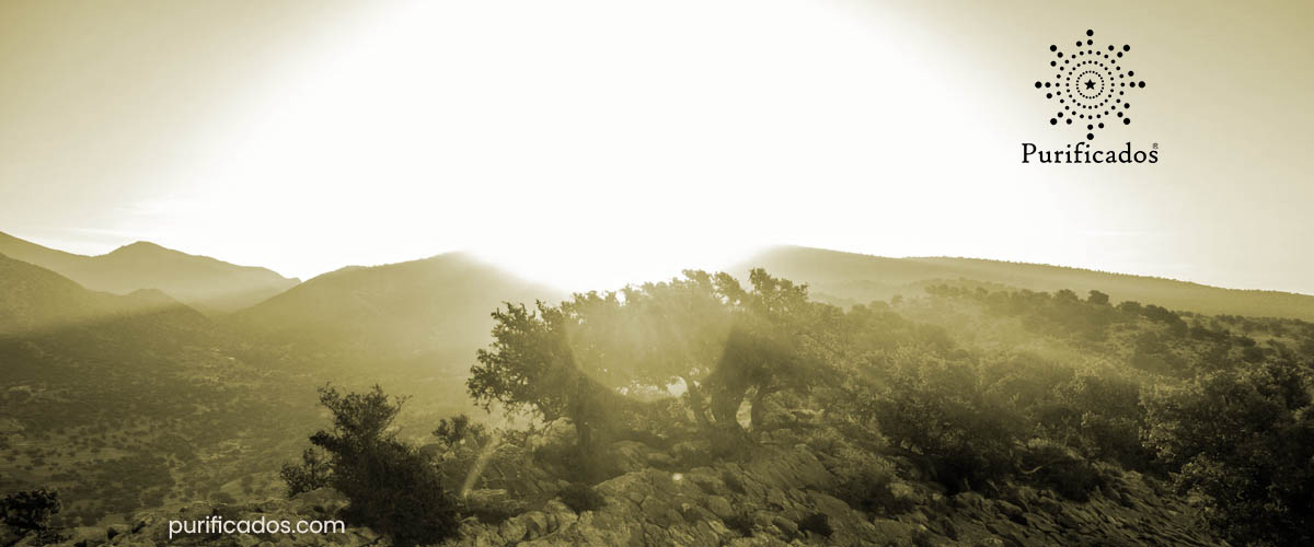 Argan Facing Drought in ?orocco