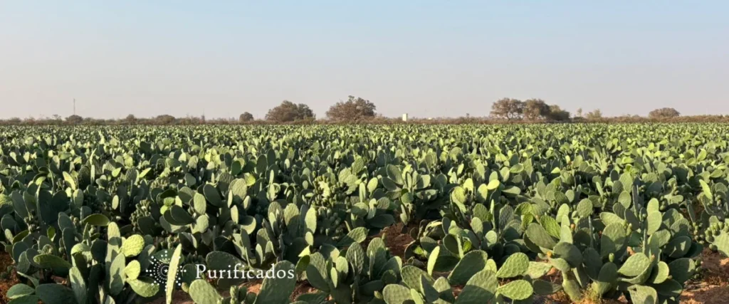 Prickly Pear Seed Oil for Acne Scars: Science-Backed Protocol for Visible Results